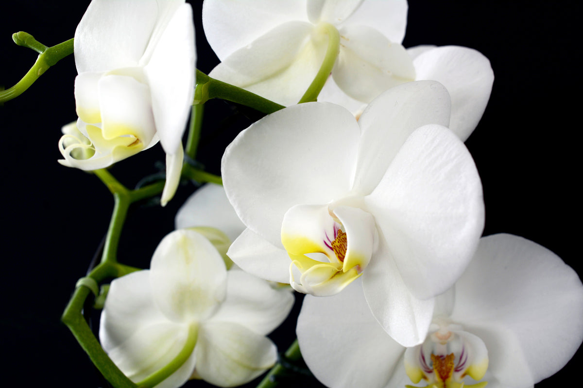 aluminium-print-orchid-close-up