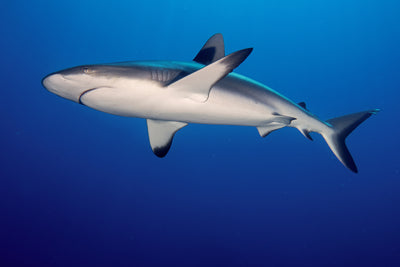 poster-print-shark-in-the-dark-sea