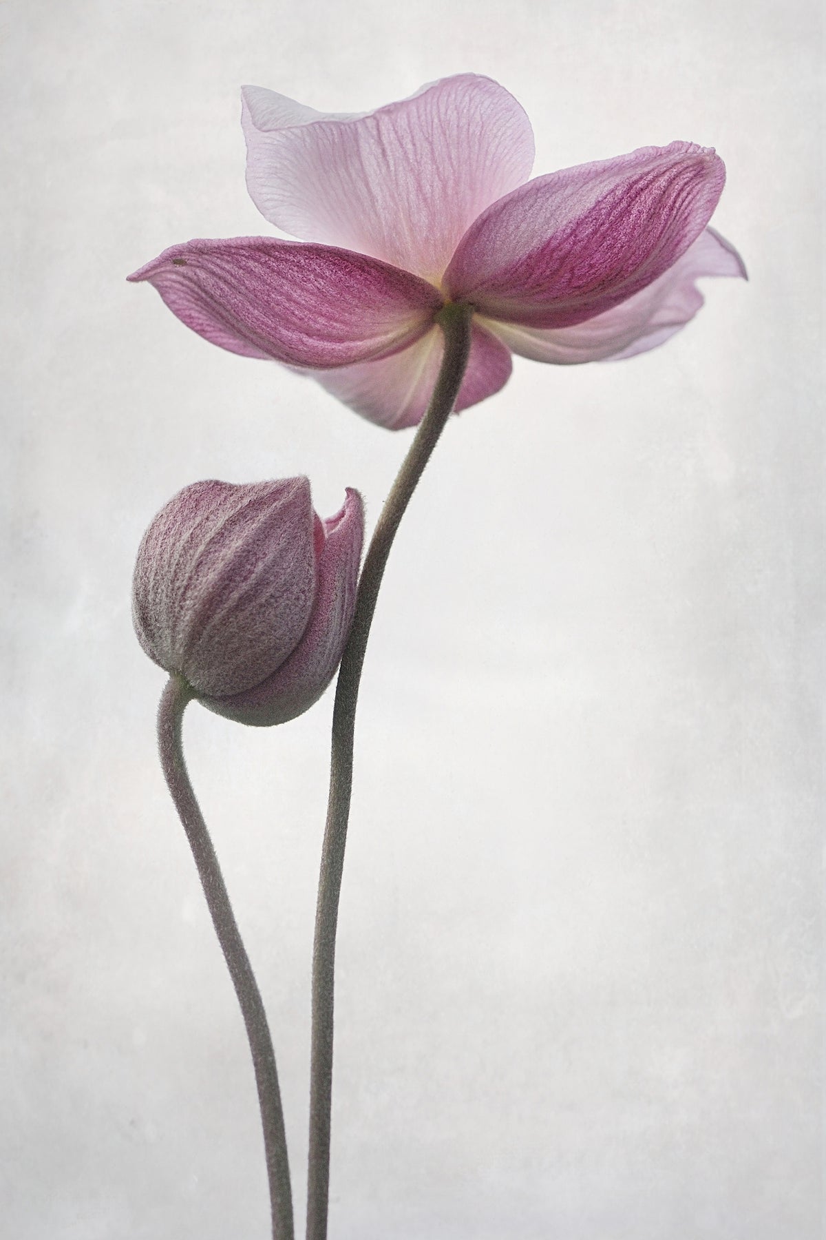 framedcanvas-print-a-little-touch-x