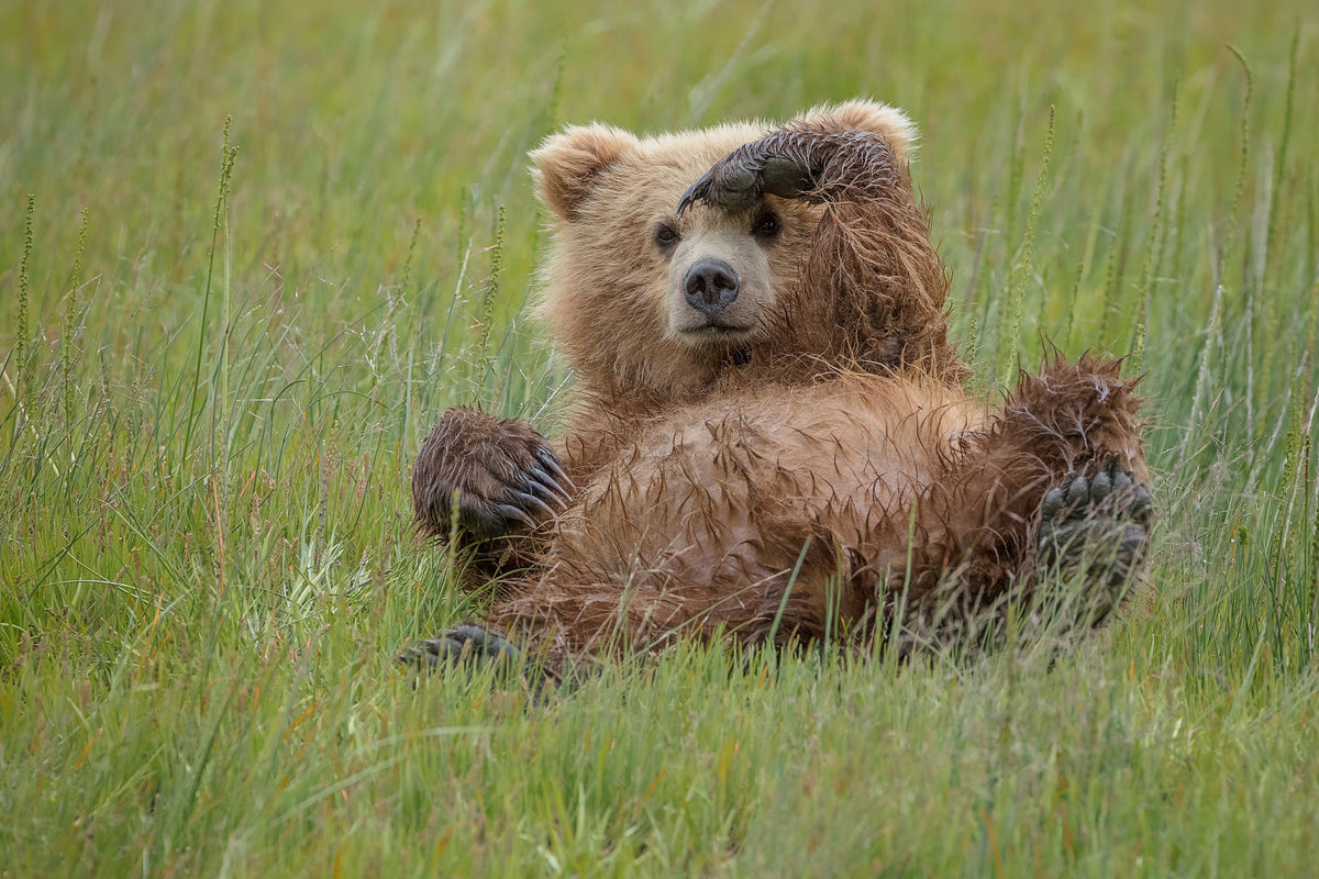 canvas-print-whos-there-x