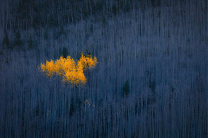 modern-3-piece-aluminium-print-heart-of-aspens