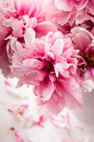 framedcanvas-print-peonies