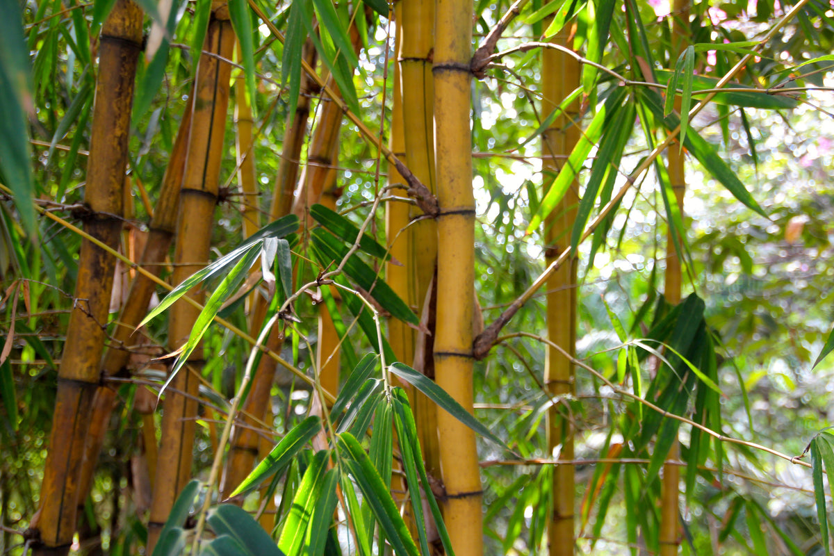acrylic-print-wild-bamboo