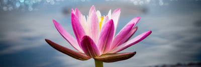 panoramic-poster-print-lotus-in-the-morning-dew-panorama
