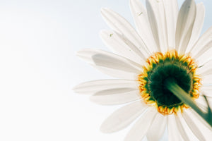 poster-print-a-daisy