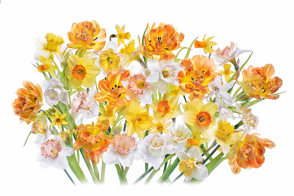 canvas-print-spirited-x