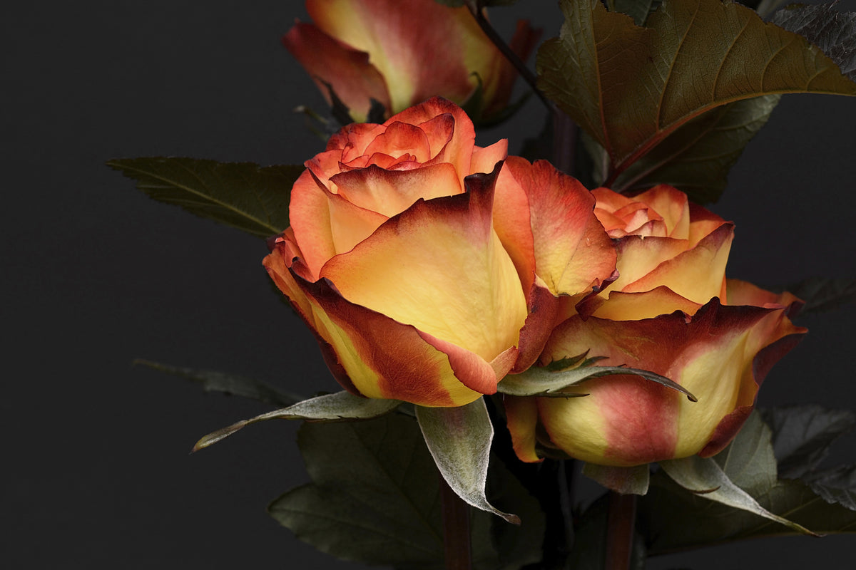modern-3-piece-acrylic-print-roses-of-the-romance