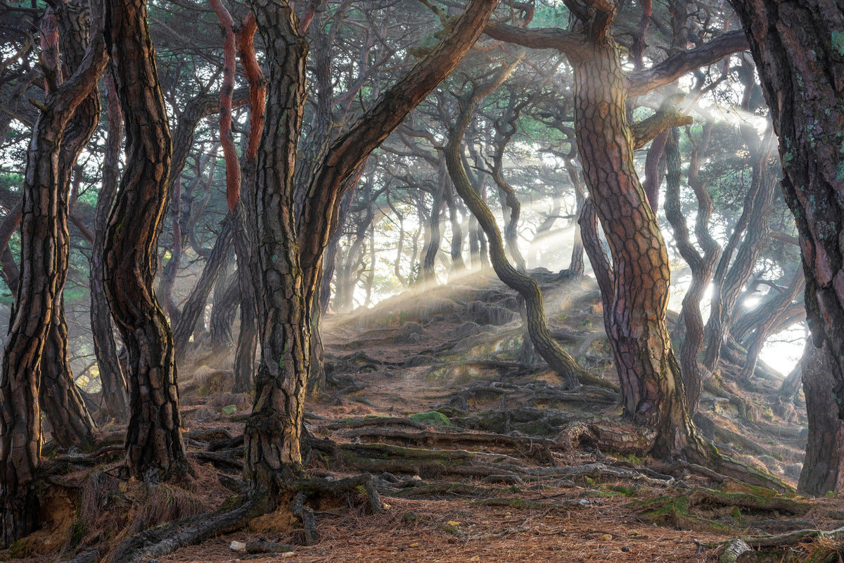 acrylic-print-sacred-pine-forest-x
