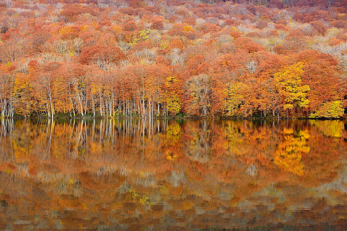 framedposter-print-glowing-autumn-x