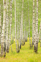 aluminium-print-the-birch-forest-in-late-summer