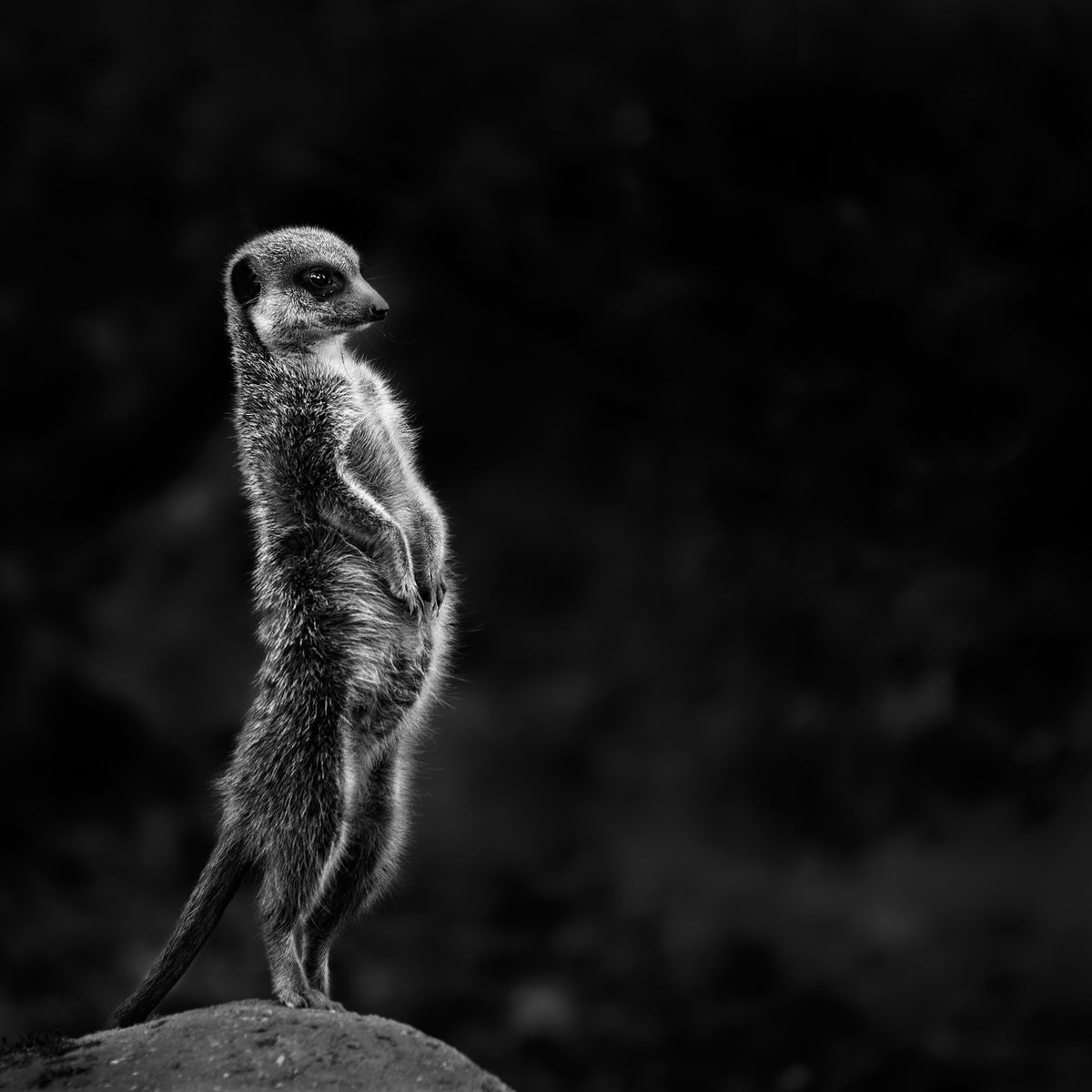 4-piece-canvas-print-the-meerkat