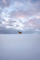 framedcanvas-print-alone