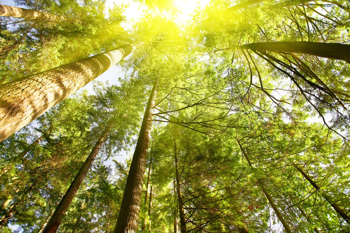 canvas-print-treetops-in-the-sun