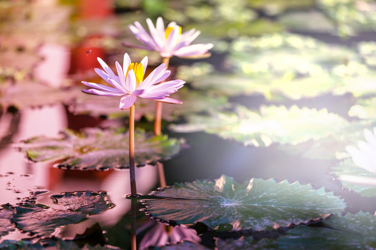 framedcanvas-print-lilies-in-pond
