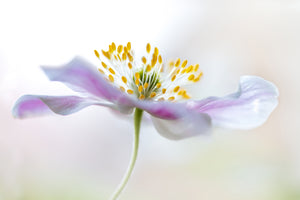 modern-3-piece-canvas-print-wood-anemone