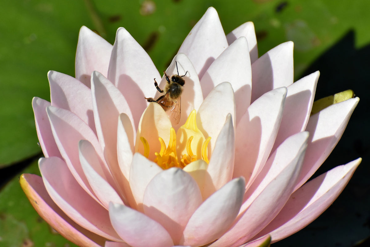 acrylic-print-the-bee-on-the-water-lily