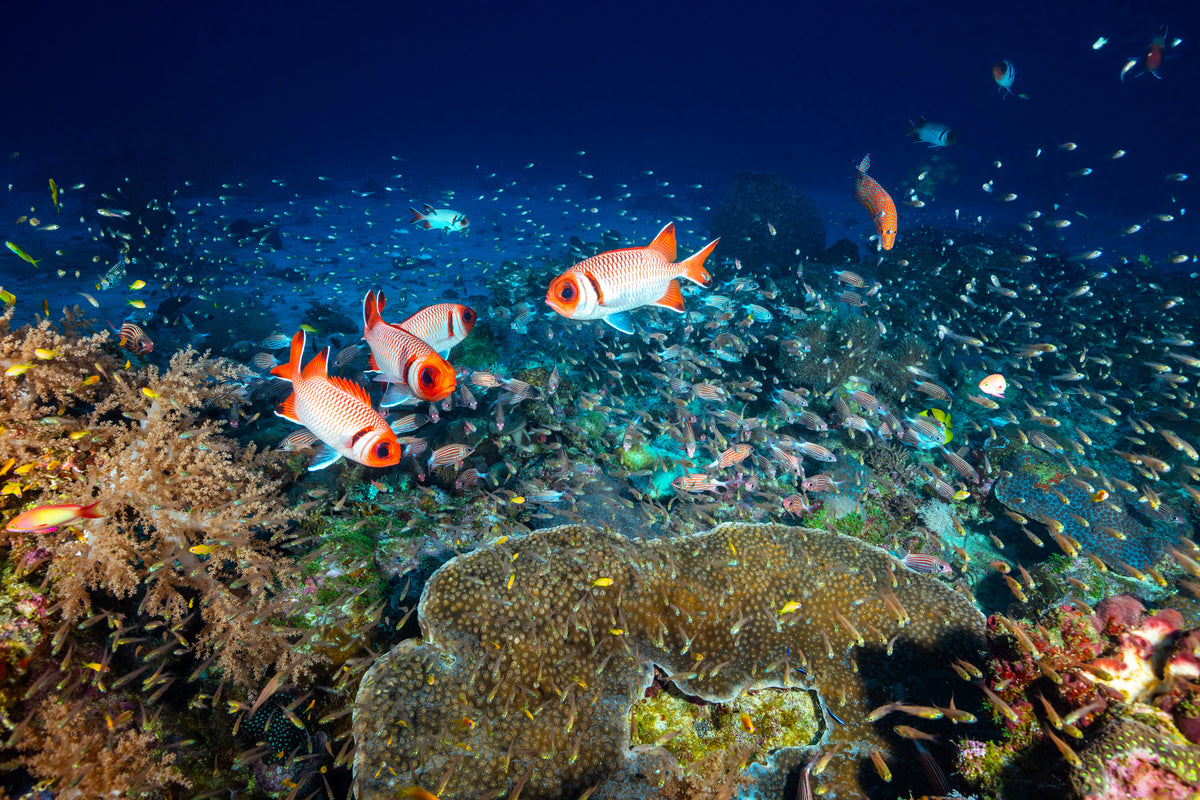 acrylic-print-reef-lifeii