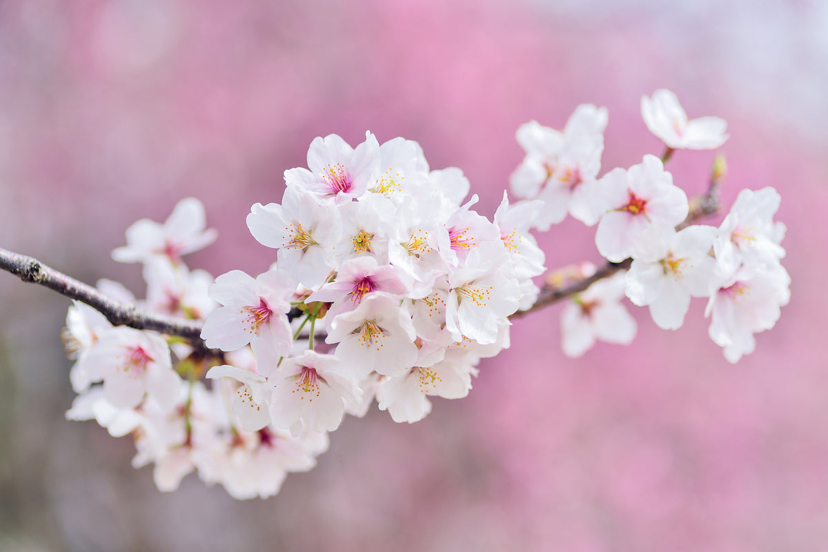 3-piece-canvas-print-cherry-blossoms-xxl