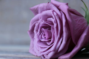 framedposter-print-rose-in-purple-xxl