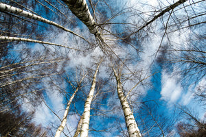 canvas-print-birch-crowns
