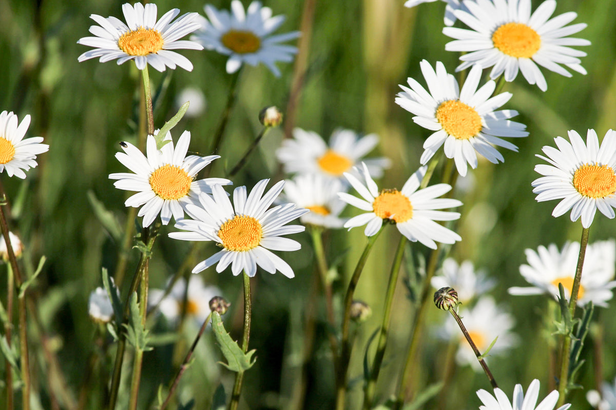 3-piece-aluminium-print-xl-daisies