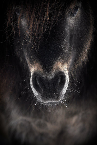 poster-print-ulysses-x