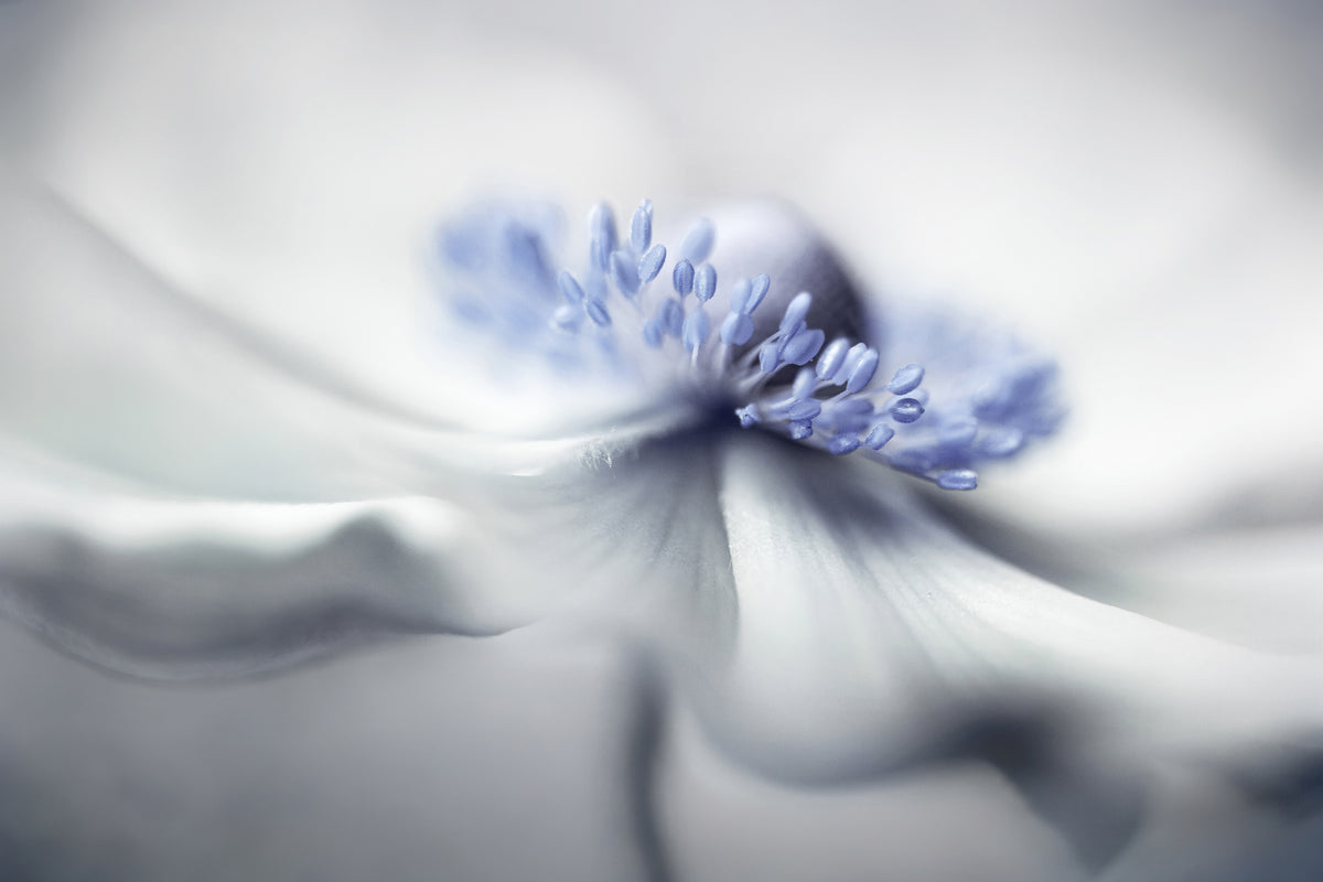 aluminium-print-anemone-spirit