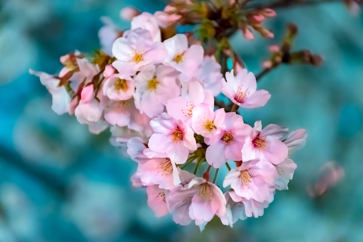 3-piece-aluminium-print-close-up-flower