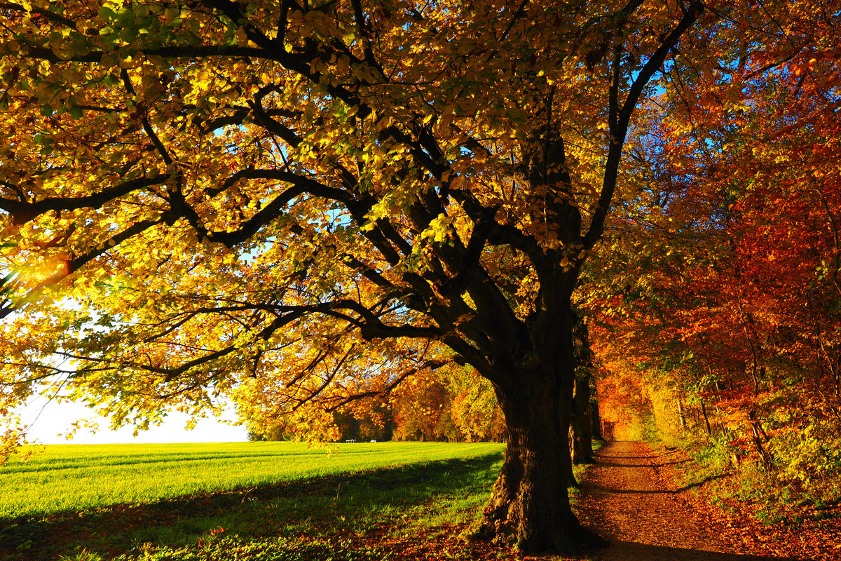 modern-3-piece-canvas-print-trees-in-the-autumn