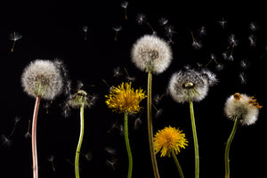 aluminium-print-the-phases-of-dandelion