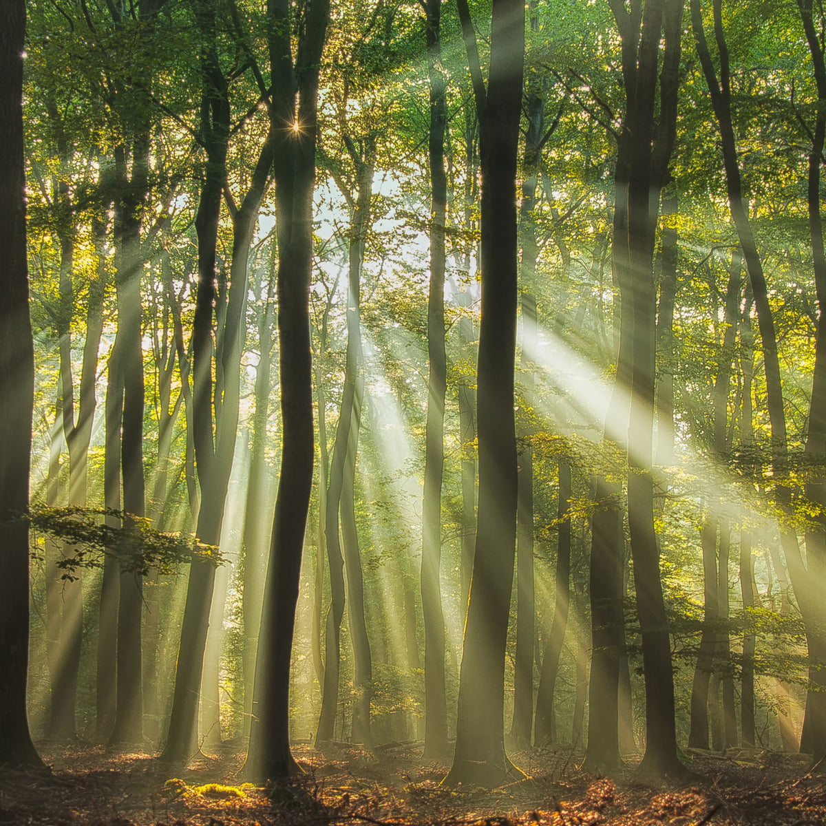 4-piece-aluminium-print-sunny-start-to-the-day