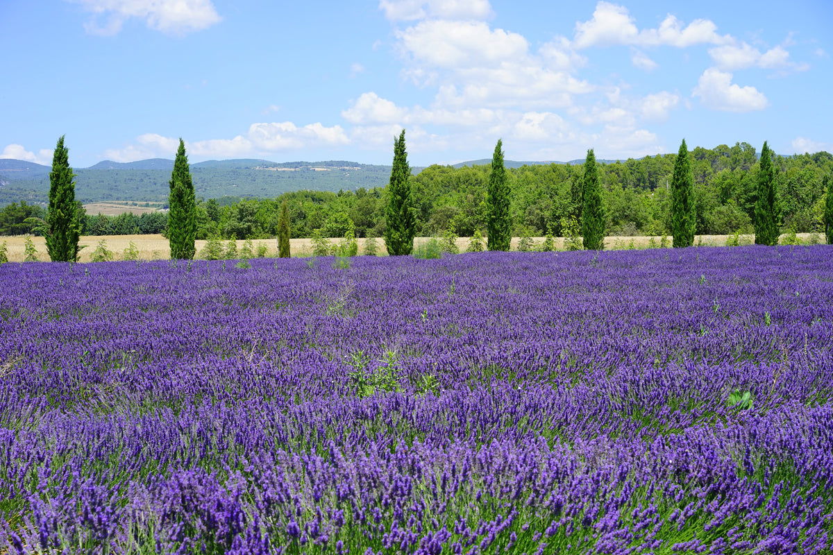 canvas-print-magnificent-lavender-field