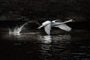 framedcanvas-print-flying-swan