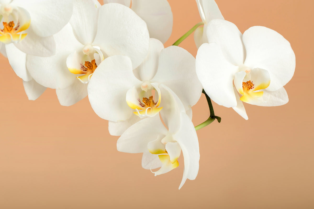 modern-3-piece-canvas-print-white-orchid-flowers