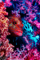 framedposter-print-coral-hind-x