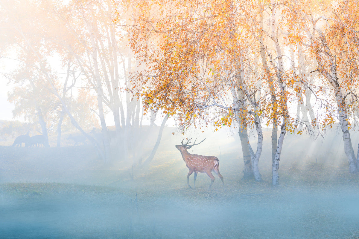 framedcanvas-print-elk-lost-in-mist-x