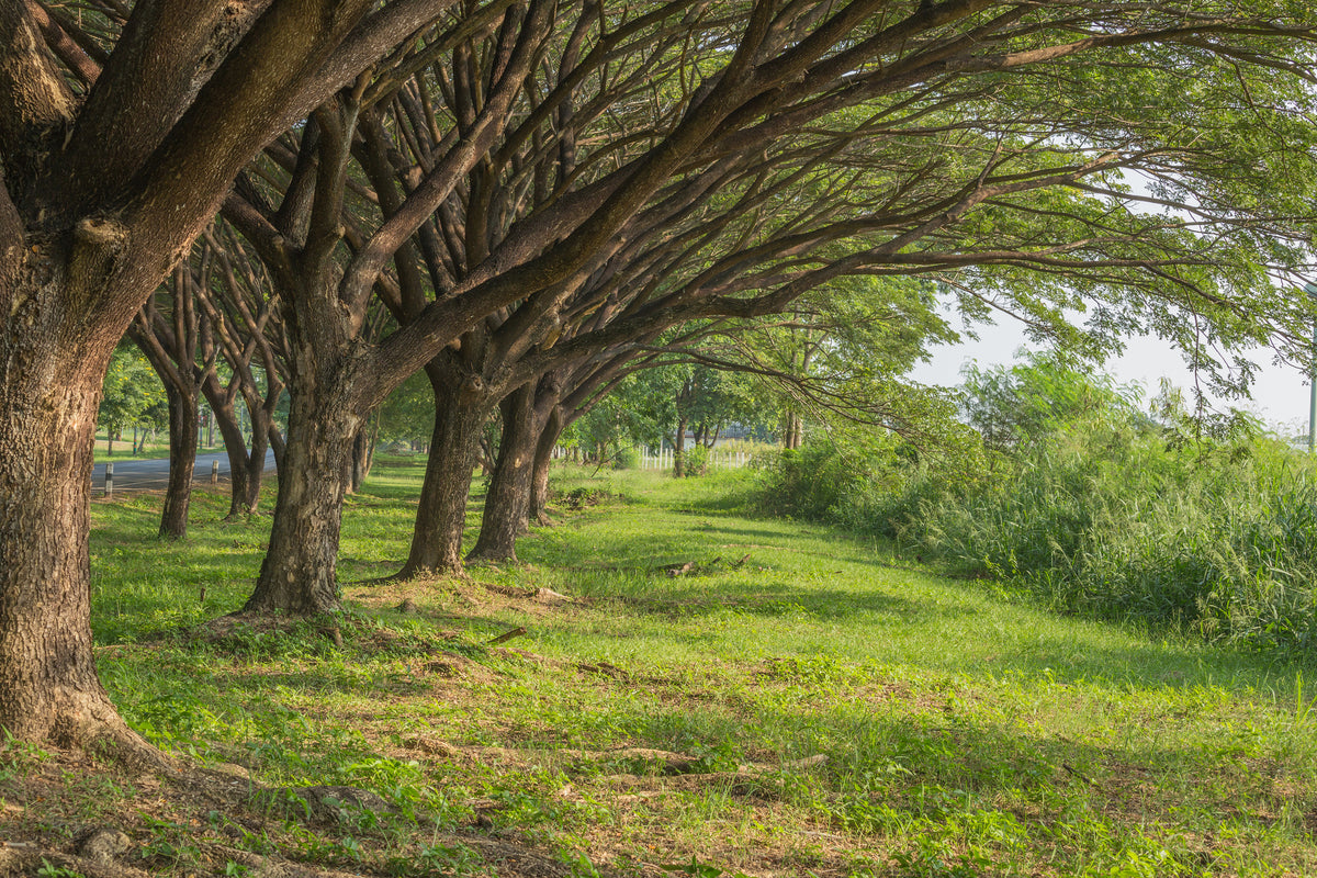 aluminium-print-mature-trees
