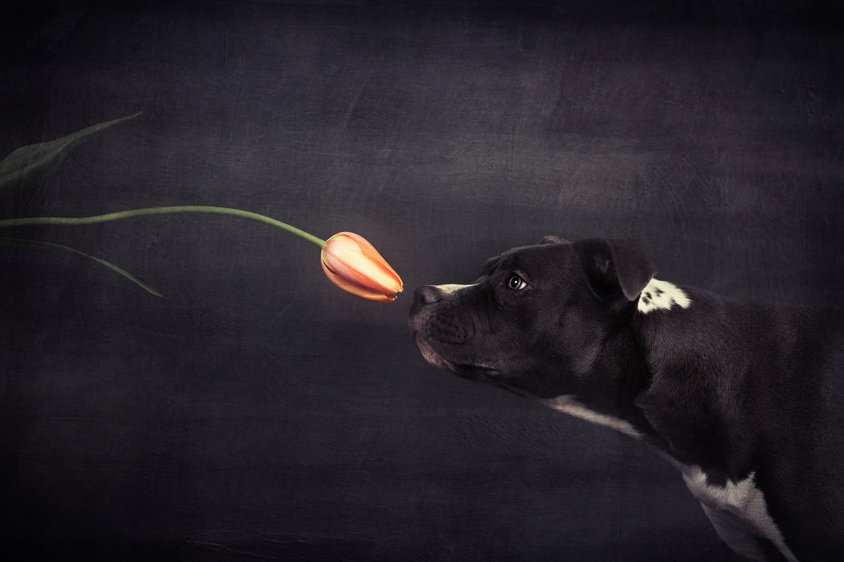 aluminium-print-first-approach-hildegard-and-the-tulip