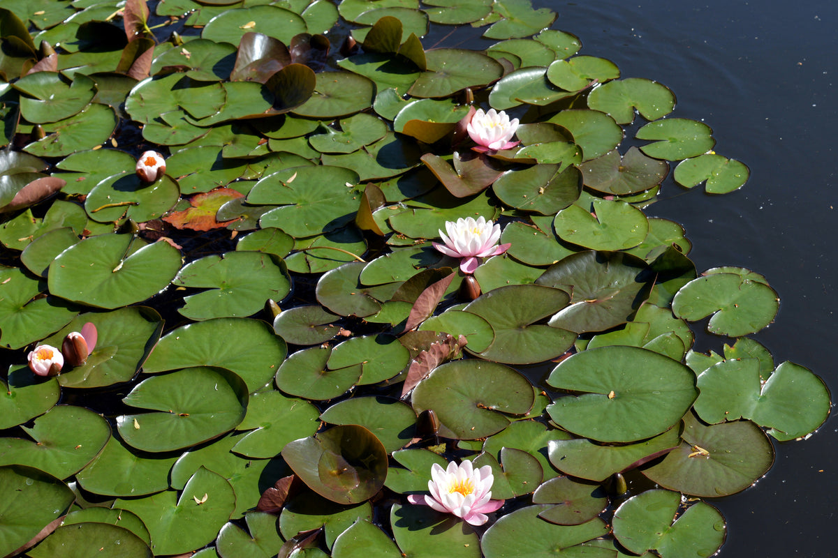 canvas-print-white-water-lilies-in-the-pond