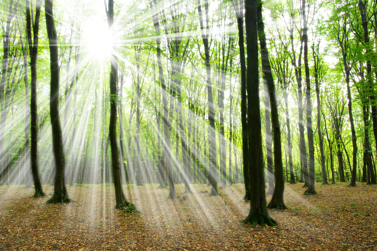 canvas-print-magic-light-in-the-trees