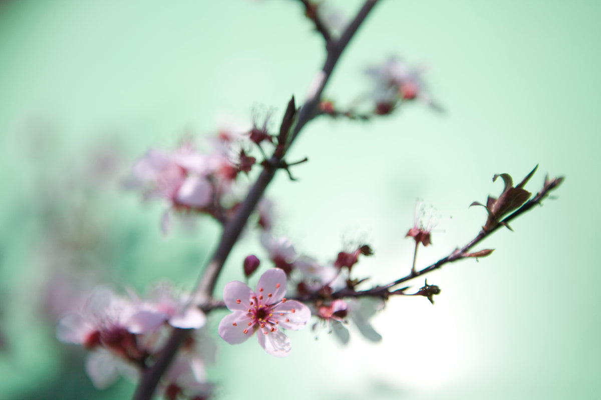 framedcanvas-print-beautiful-japanese-cherry-blossom