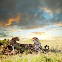 4-piece-aluminium-print-cheetahs