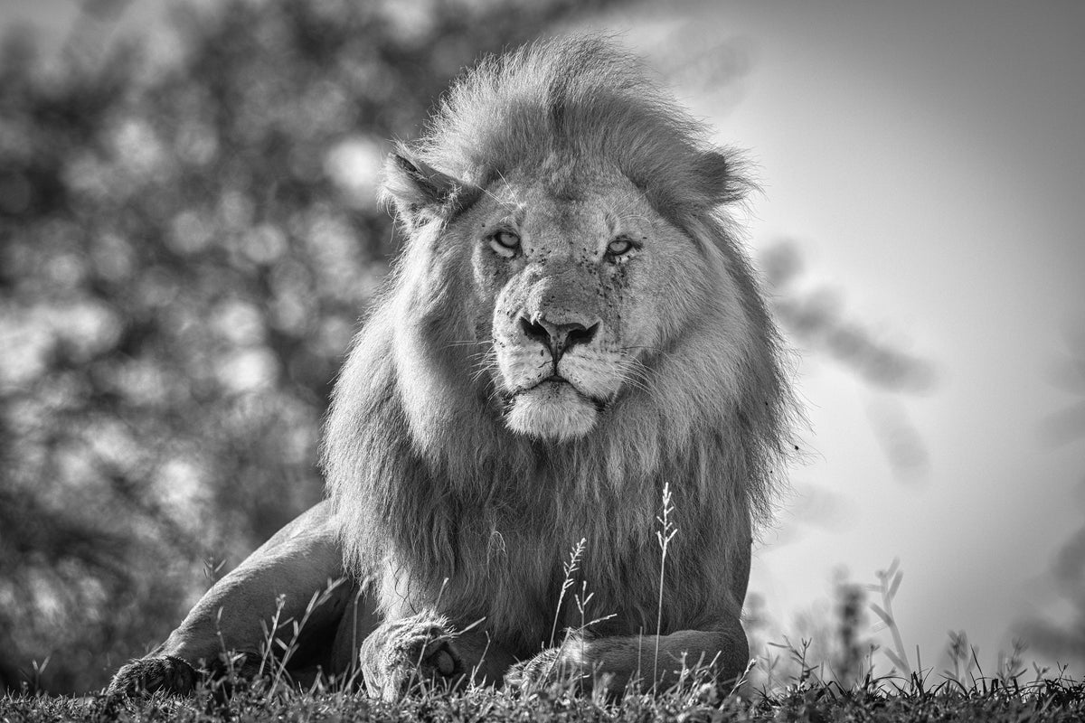 framedposter-print-monochromatic-lion-king-x