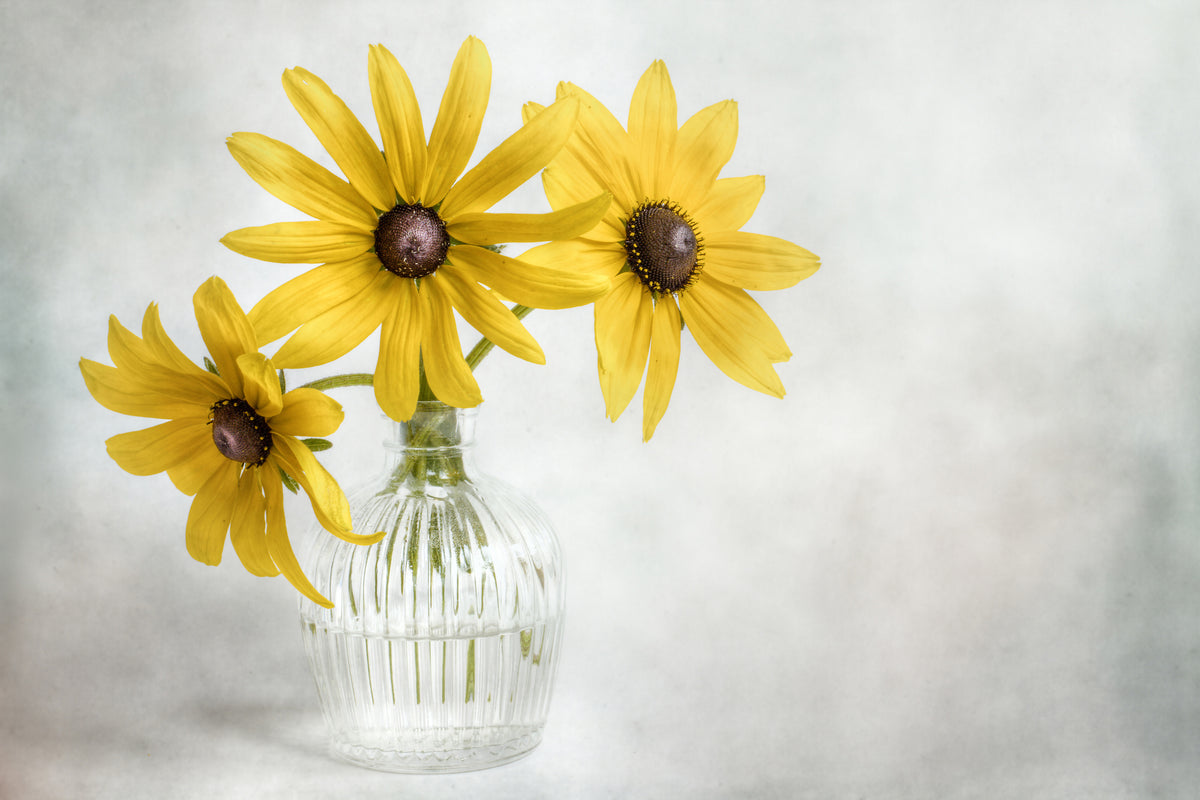 framedposter-print-rudbeckia-x