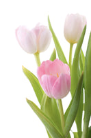 poster-print-the-tulips-trio