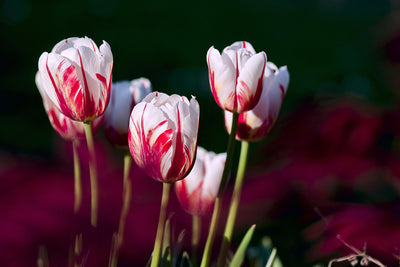 poster-print-the-beauty-of-the-tulips
