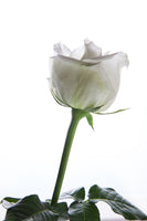 acrylic-print-on-behalf-of-the-rose