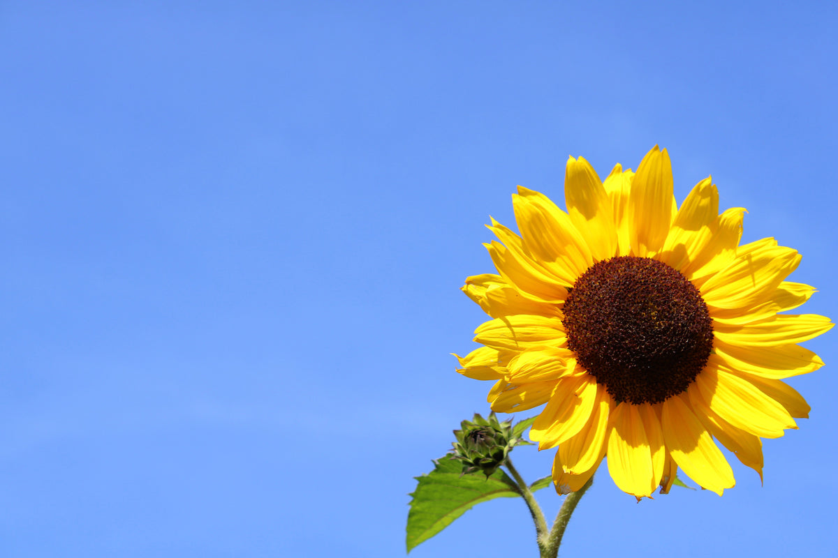 3-piece-canvas-print-sunflower-with-blue-sky