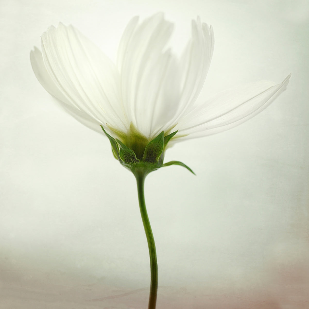 4-piece-acrylic-print-white-cosmos