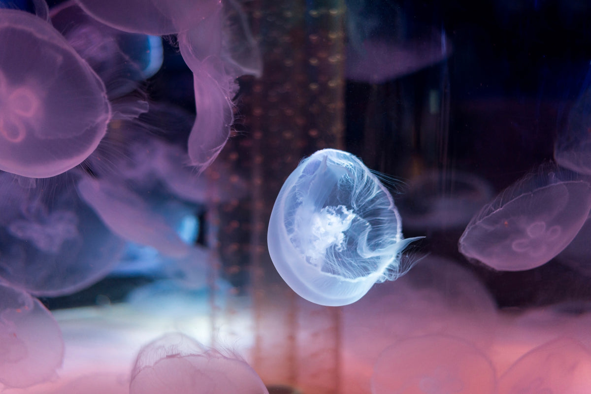 modern-3-piece-acrylic-print-the-beauty-of-jellyfish